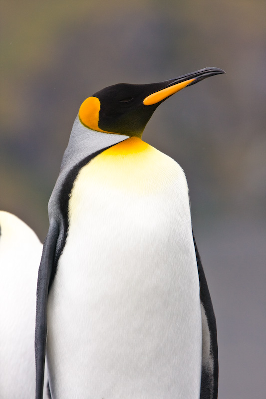 King Penguin